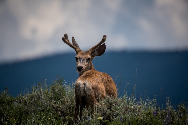 Nature animal alone wildlife Photo