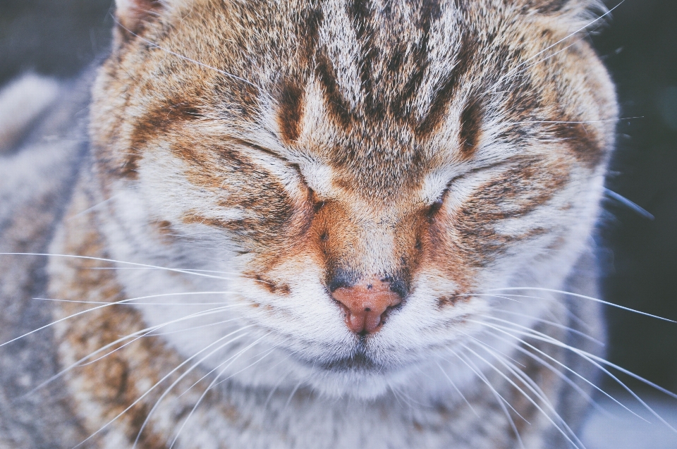 動物 ペット 猫 哺乳類