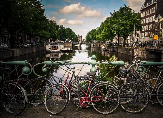 Tree bridge town bicycle Photo