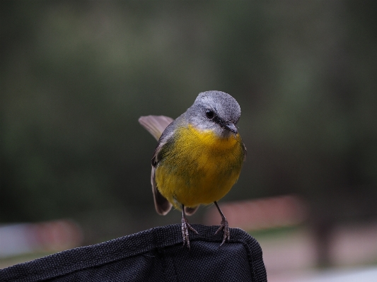 Foto Alam burung margasatwa kaki