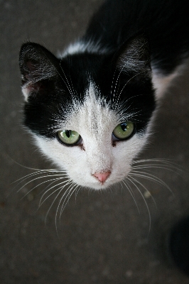 Foto Putih anak kucing mamalia