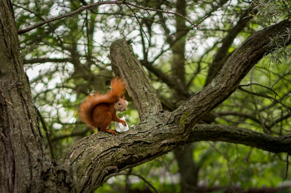 Foto Albero natura foresta ramo