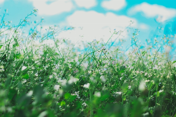 Water nature grass branch Photo