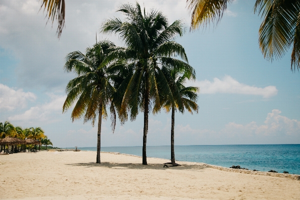 Beach sea coast tree Photo