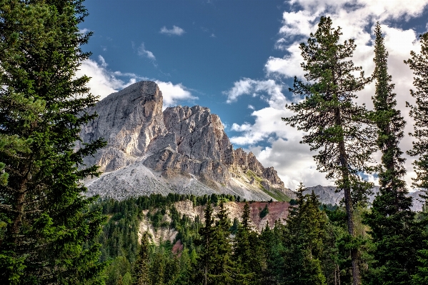 Tree nature forest rock Photo