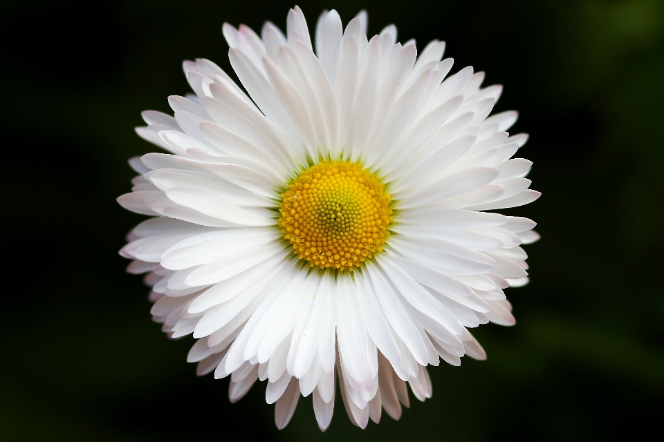 Black and white plant photography