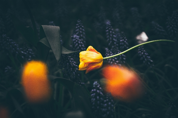 Nature flower underwater tulip Photo