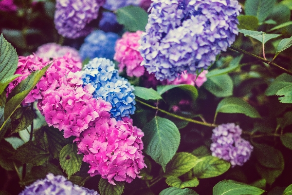 Blossom plant flower purple Photo