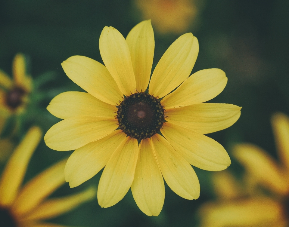 Nature plant photography sunlight