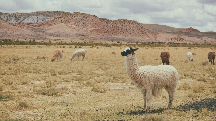 Landscape prairie desert wildlife Photo