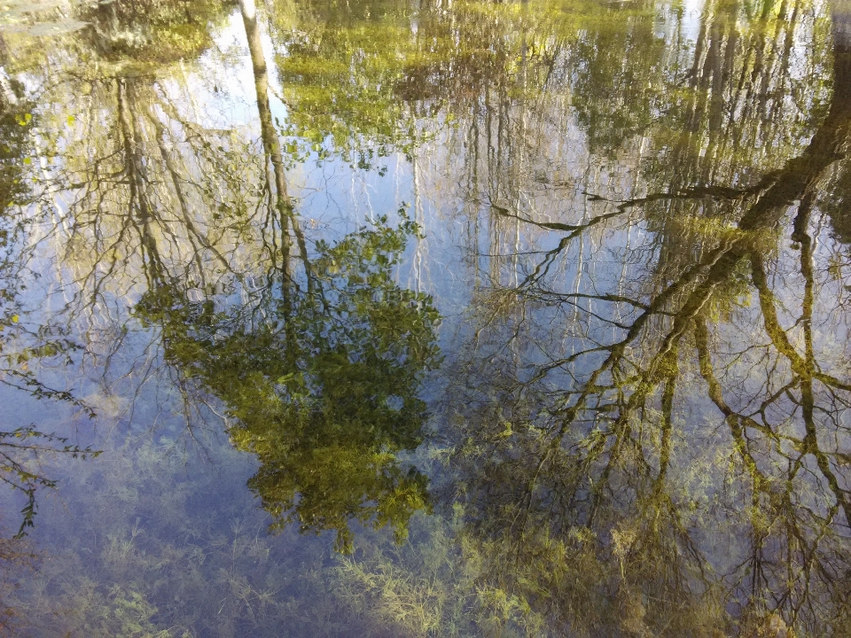 Paisaje árbol naturaleza bosque