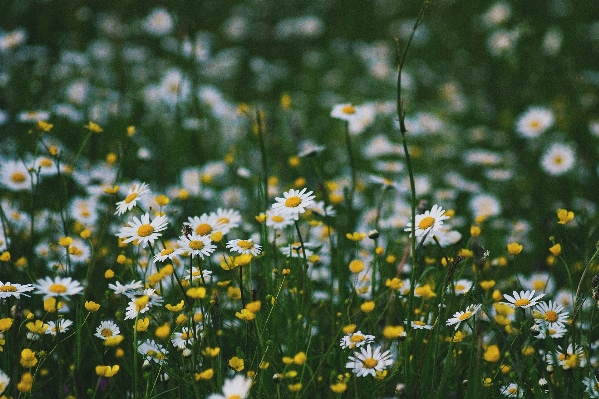 Nature grass plant field Photo