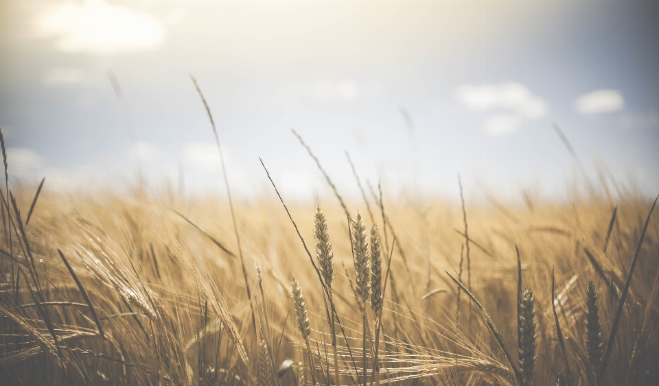 Nature grass horizon cloud