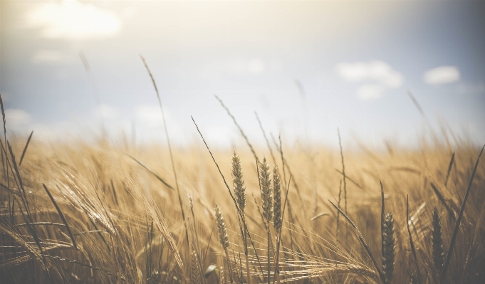 Nature grass horizon cloud Photo