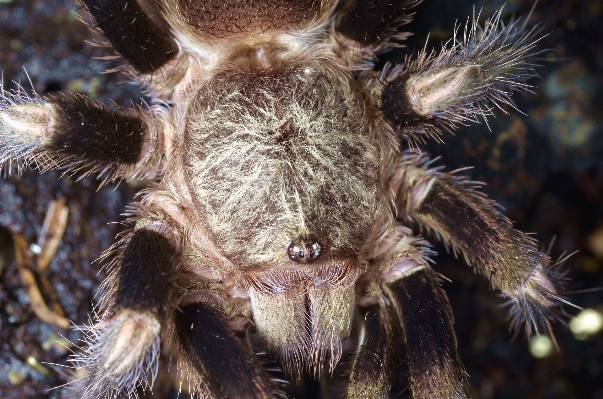 写真撮影 野生動物 fauna 無脊椎動物 写真