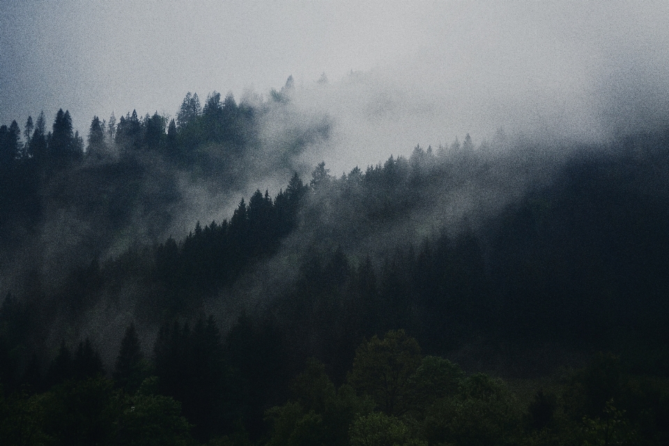 árvore natureza floresta montanha