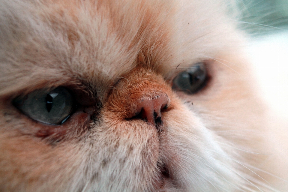 Cat mammal close up nose