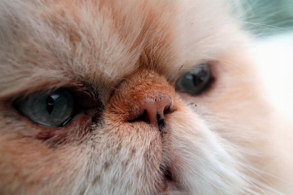 Cat mammal close up nose Photo