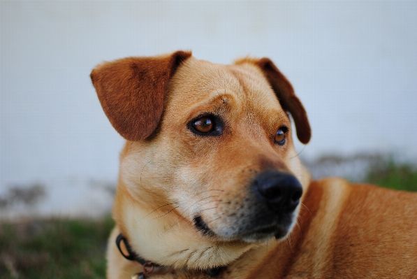 Foto Anak anjing satwa anjing
