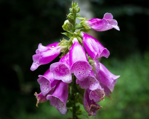 Blossom plant flower petal Photo