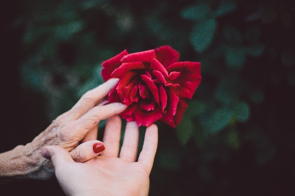 Hand plant photography flower Photo