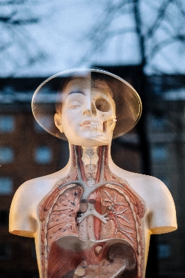 Monument statue lung human body Photo