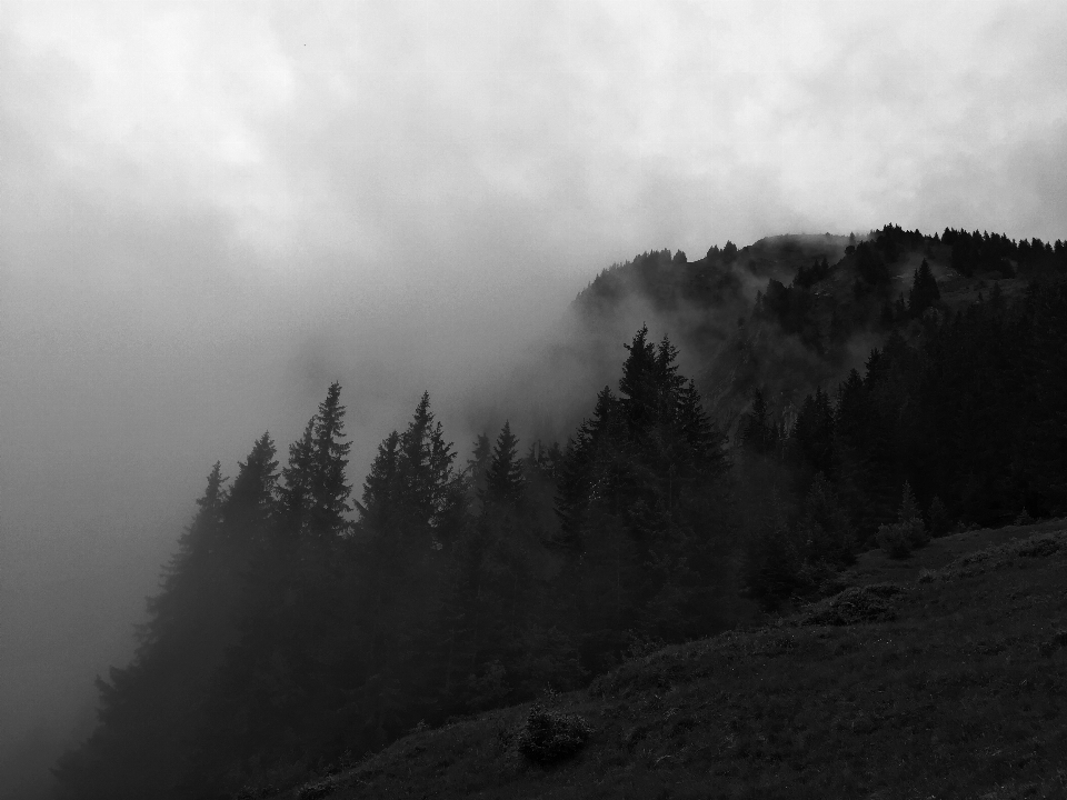 Paisaje árbol naturaleza bosque