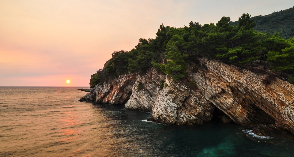 Plage mer côte arbre