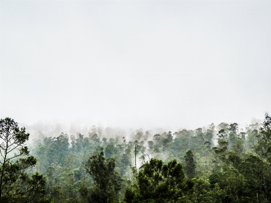 Tree nature forest wilderness Photo