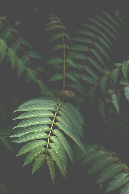 Pohon hutan cabang tanaman