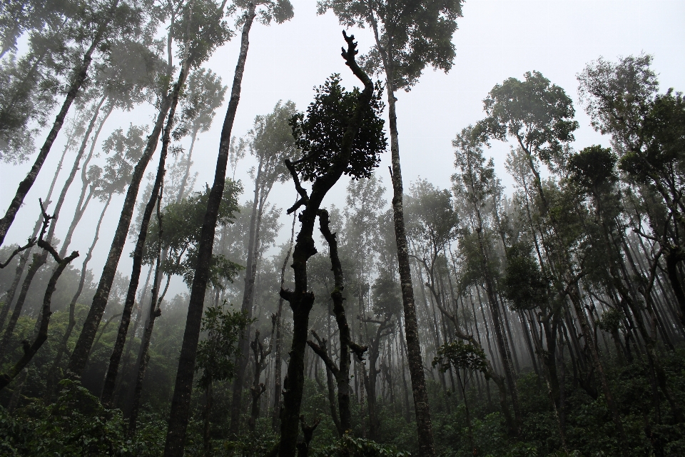 árbol naturaleza bosque pantano