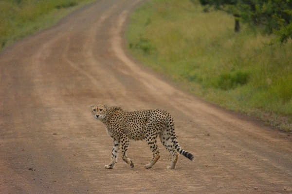 動物 未舗装の道路
 野生動物 野生 写真