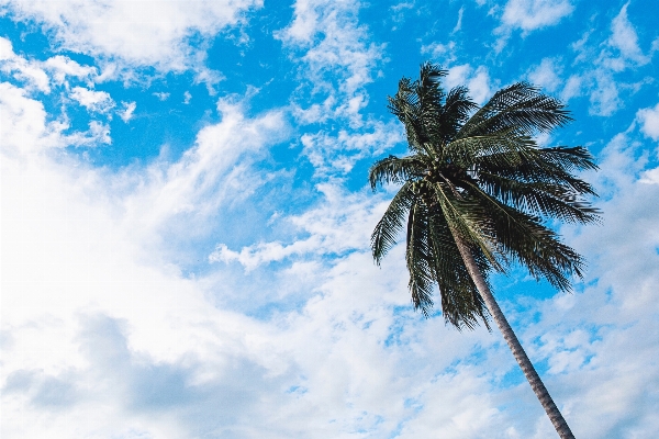 Tree branch cloud plant Photo