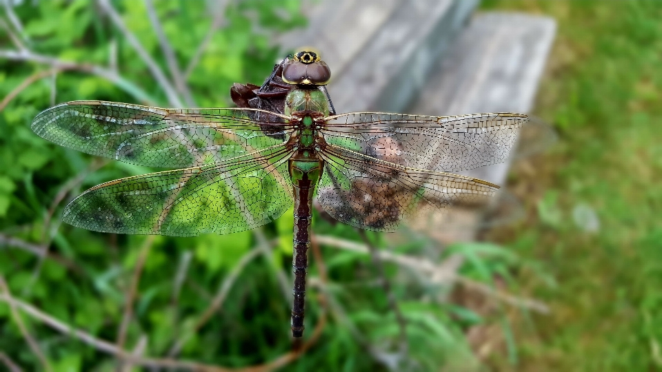 Natur flügel wiese
 prärie
