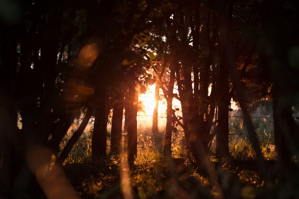 Tree forest sun sunset Photo