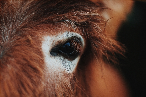 Animal horse brown mammal Photo