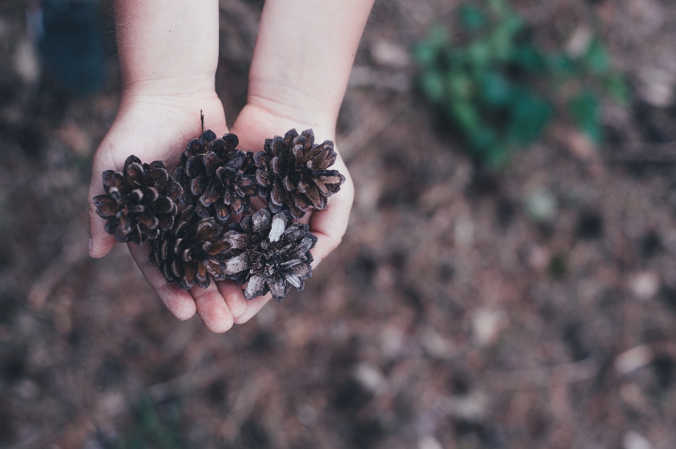 Hand tree nature plant