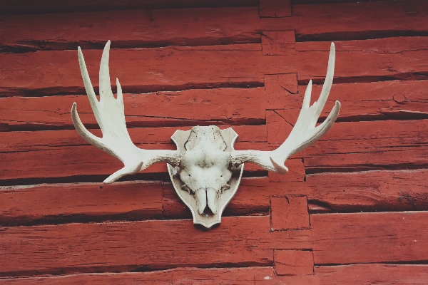 Wing wood barn wall Photo