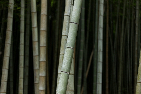 木 森 ブランチ 植物 写真