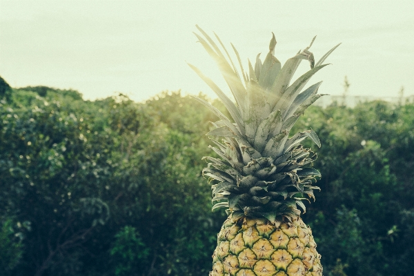 Foto árbol planta campo fruta