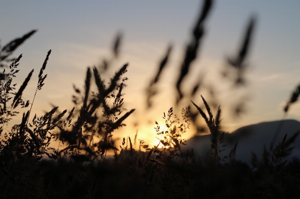 Nature grass silhouette plant Photo