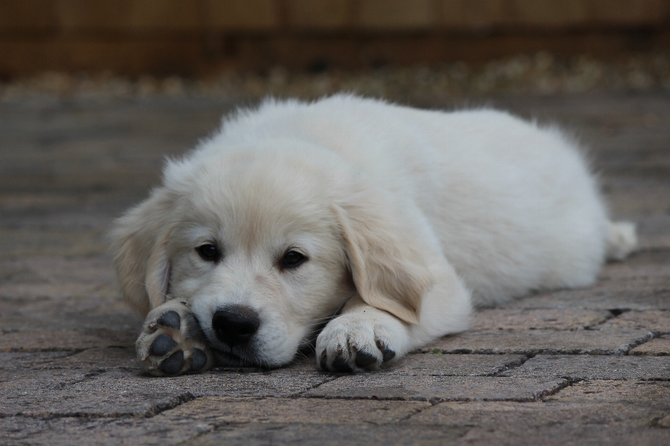 Cachorro perro mamífero perdiguero de oro
