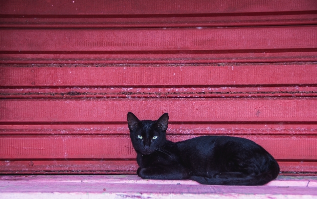 Foto Anak kucing mamalia hitam