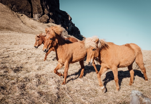 Foto Animal animais selvagens selvagem rebanho