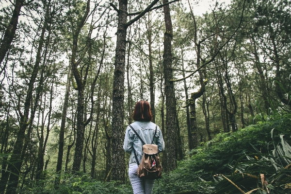 Foto Pohon hutan gurun
 sedang berjalan