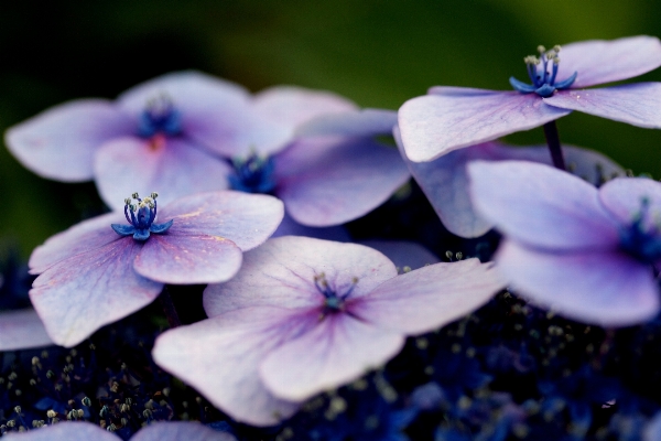 Photo Nature fleurir usine la photographie