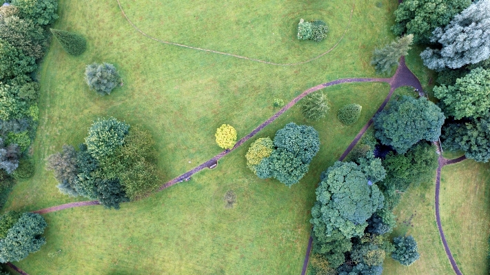 Foto Albero sentiero erba verde