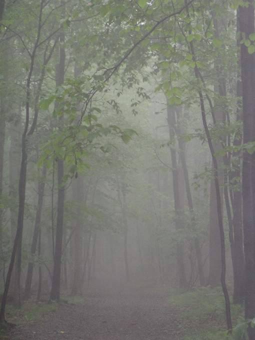 Albero natura foresta ramo