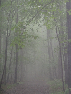 Tree nature forest branch Photo