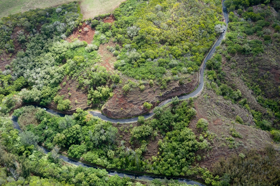 树 森林 路 河